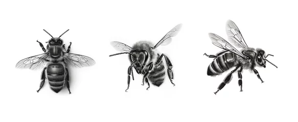 Fotobehang Hand-drawn Bee Illustration © kiril