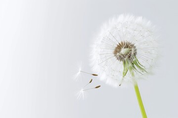 Dandelion flower, isolated, white background