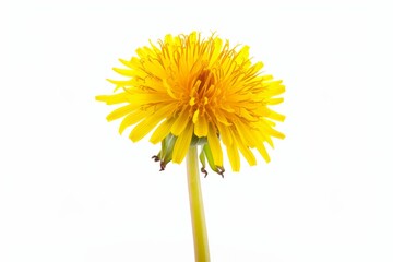 Naklejka premium Dandelion flower, isolated, white background
