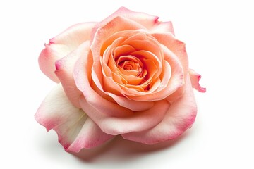 Rose flower, isolated, white background