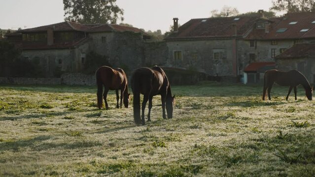 Horses grazing on a green field.