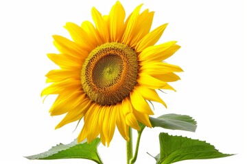 Obraz premium Sunflower, isolated, white background