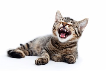 Fototapeta premium portrait of cat laughing or yawing