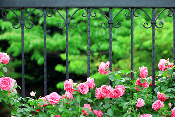 A beautiful flower garden full of pink roses