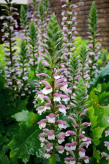 Acanthus mollis flowers blooming in the spring garden