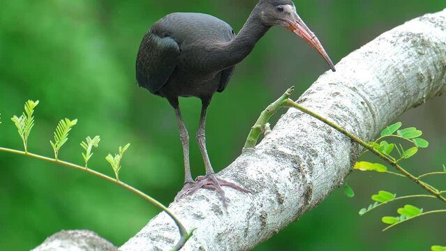 Bird sits on the branch in the forest in Brazil