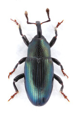 Aulacobaris coerulescens (formerly Baris). The larvae of this beetle from the weevil family damage cultivated plants of the cabbage family. 