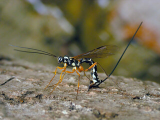 Sabre wasp Rhyssa persuasoria boring through timber to reach wood-wasp larvae