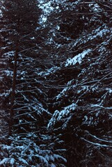 Snow-covered forest