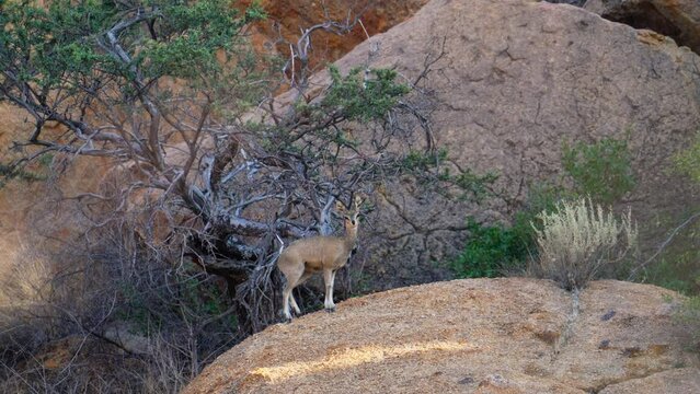 Klipspringer on a rock, walking
