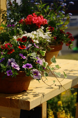Fototapeta na wymiar Potted flowers that decorate the spring garden