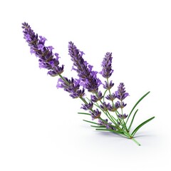 Obraz premium Photo of lavender flower isolated on white background