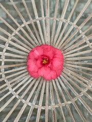 Pink Japonica camellia on decorative background 