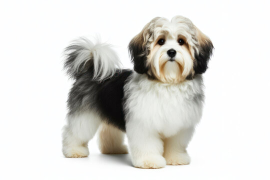 full body photo of a Havanese Dog isolated on solid white background. ai generative