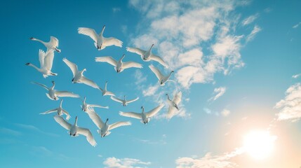 A flock of swans flies against the blue sky forming a heart shape