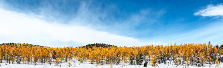 Panoramic view of the autumn forest in the mountains and clear blue sky with clouds