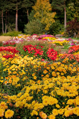 Obraz premium Chrysanthemum flower blooming in the garden