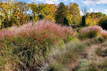 Japanese pampas grass in autumn