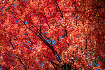 red leaves over blue sky