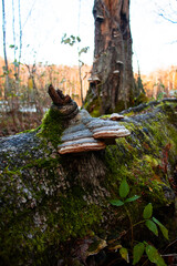 A horse hoof fungus growing on a fallen tree.