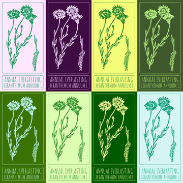Set of vector drawings of ANNUAL EVERLASTING in different colors. Hand drawn illustration. Latin name XERANTHEMUM ANNUUM L.