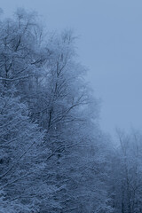 Frosty treeline during a cloudy, wintery and cold afternoon.