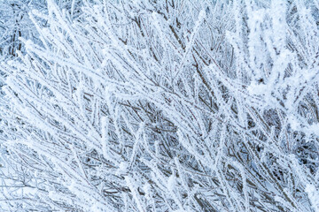 Branches covered in frost, abstract background, focus on the background