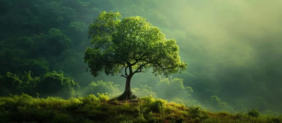 Photo sur Plexiglas Destinations Captivating Tree in the Serene Arms of Nature - A Beautiful Blend of Green, Nice, and Honest Elements