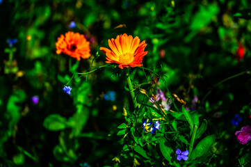 Flowers.   Photo. Wojciech Fondalinski