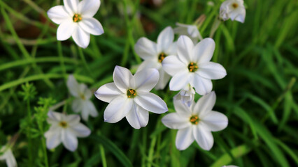 Obraz premium small and cute pink erica flowers