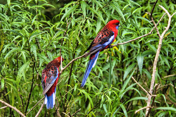 Two crimson rosella (Platycercus elegans), a parrot native to eastern and south eastern Australia, in a forest near Melbourne
