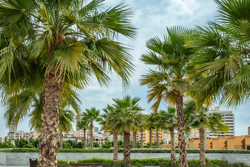 Palms with Jeddah Al-Balad downtown central district, Saudi Arabia