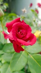 Close-up of a blooming red rose in a vibrant garden setting