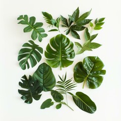 Various species of green leaves on a white background