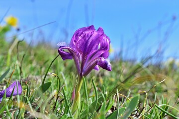 Zwerg-Schwertlilie (Iris pumila) Nähe Perchtoldsdorf