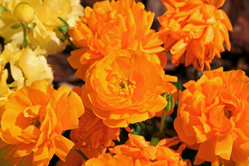 Ranunculus flowers shining in the spring sunlight