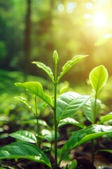 Close-up of fresh green tea leaves and shoots growing in a lush tea plantation with sunlight shining through the leaves