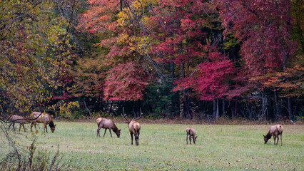 Large Bull Elk Watching Over His Harem During the Autumn Rut