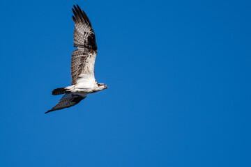 Lone Osprey Flying in a Blue Sky