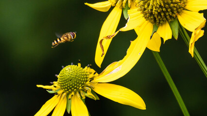 Bee Gathering Pollen from an Accommodating Flower