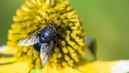 Clever Little Fly Resting on the Edge of the Delicate Yellow Flower