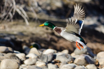 Mallard Duck Flying Over the River Rocks