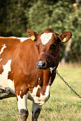 beautiful cow with a heart-shaped spot on her forehead close-up