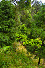 Fototapeta premium Valley with dense temperate rainforest, with huge ferns and tall trees, in Greens Bush-Highfield, Victoria, Australia, the largest remnant of bushland on Mornington Peninsula