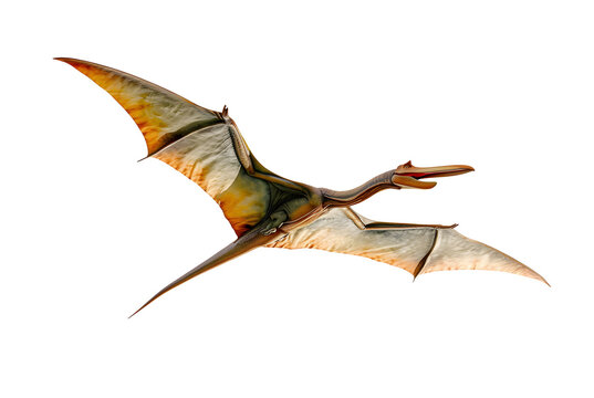 Flying Pteranodon genus of Pterosaur lived in late Cretaceous period isolated on white background