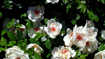 White Garden Rose flowers blooming in the spring garden