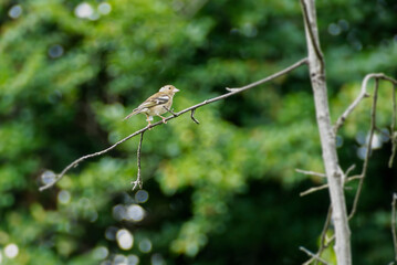Female common chaffinch (Fringilla coelebs) sitting in a tree in Zurich, Switzerland