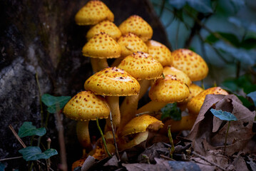 Cluster of Golden pholiota ( Pholiota aurivella ). Mushrooms grow on a dead tree