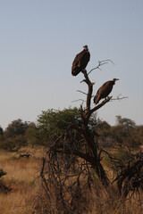 Kappengeier / Hooded vulture / Necrosyrtes monachus.