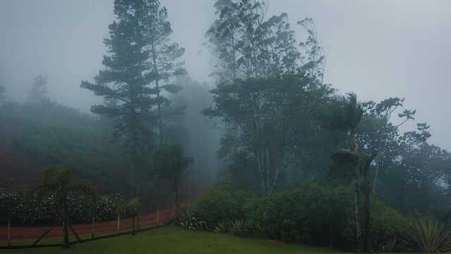 Forest with pine trees at bad weather including strong rain, wind and fog